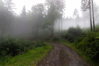 A wide shot of a misty forest trail winding through towering ancient trees.