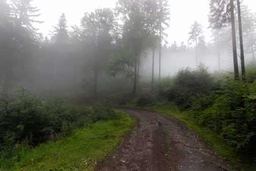 A wide shot of a misty forest trail winding through towering ancient trees.
