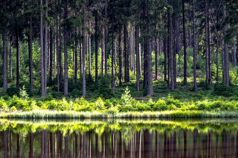 panoramic photography of forest