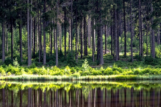 panoramic photography of forest in Stołowe Mountains Poland