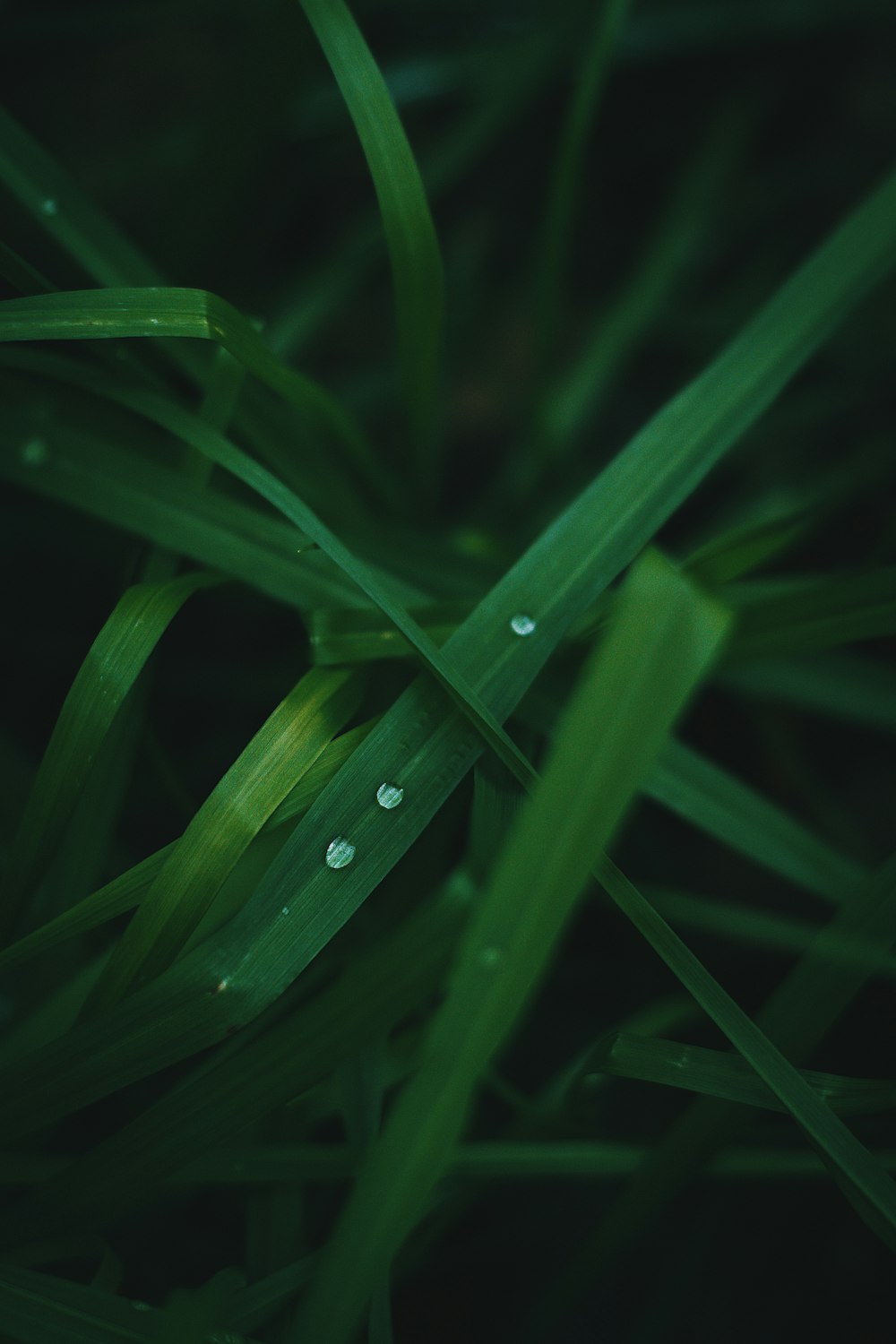 a close up of a green grass with water drops