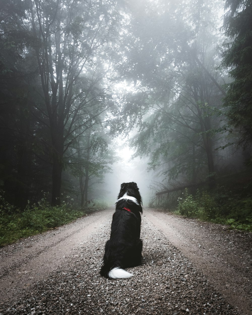 cão preto e branco de pelo curto sentado no caminho da estrada