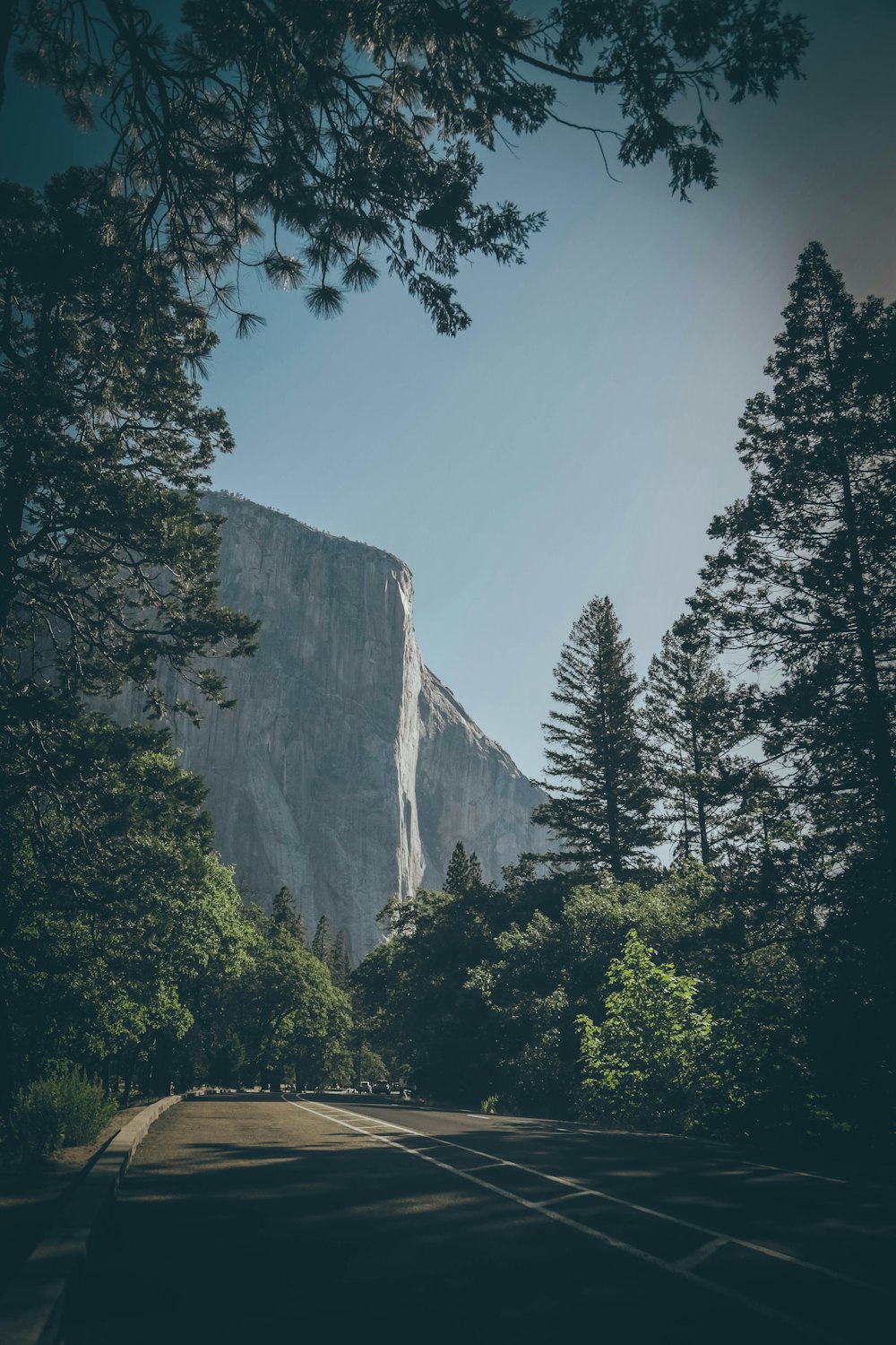 gray concrete road near trees