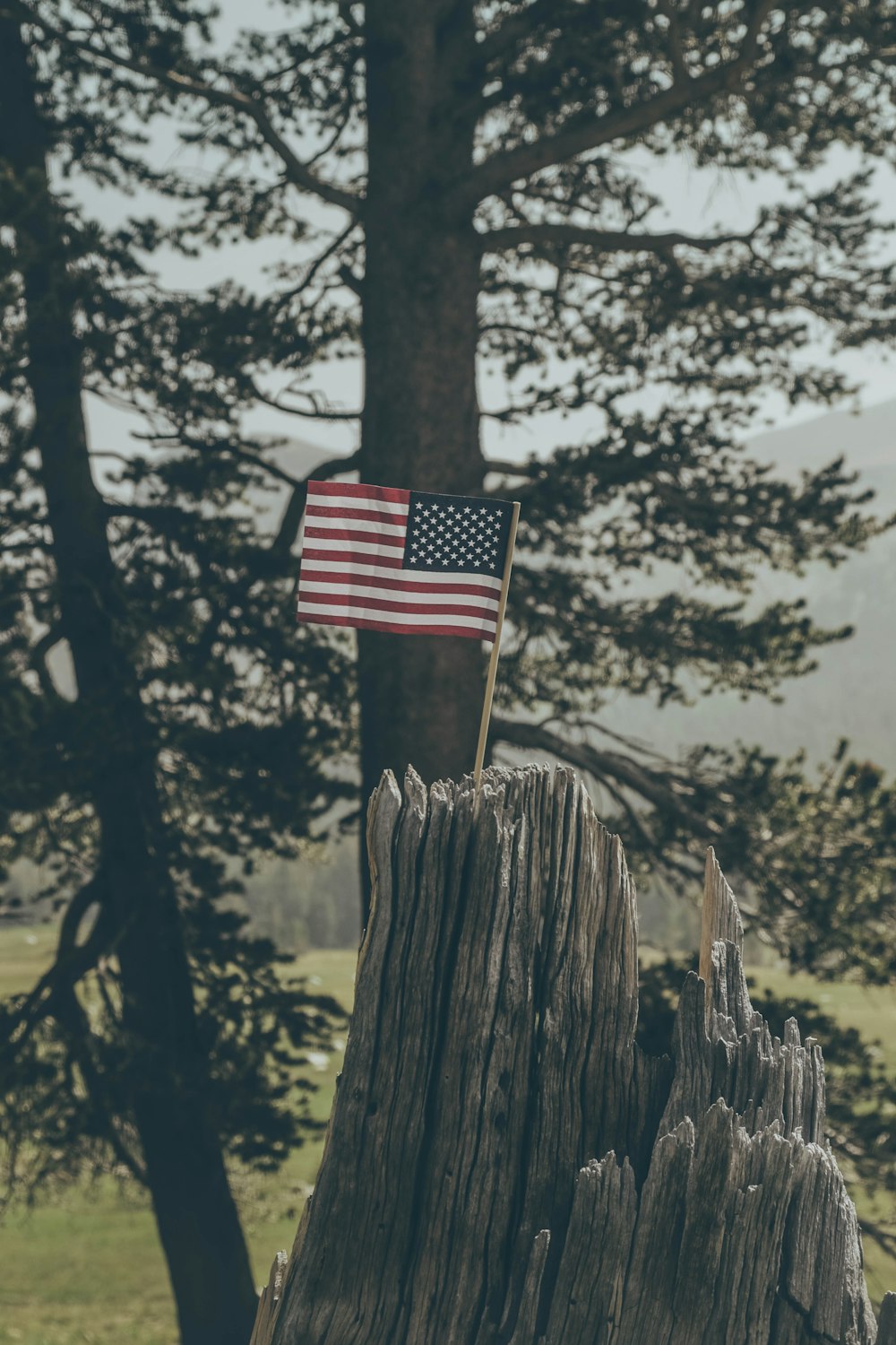 bandera de los Estados Unidos en el tocón de un árbol