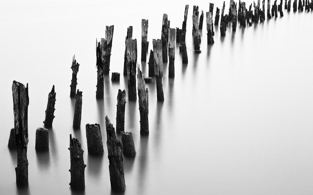 grayscale photo of wood trunks