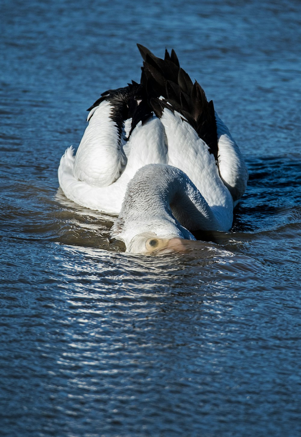 swan swimming in body of water