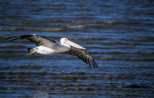 pelican on flight in Esplanade Australia