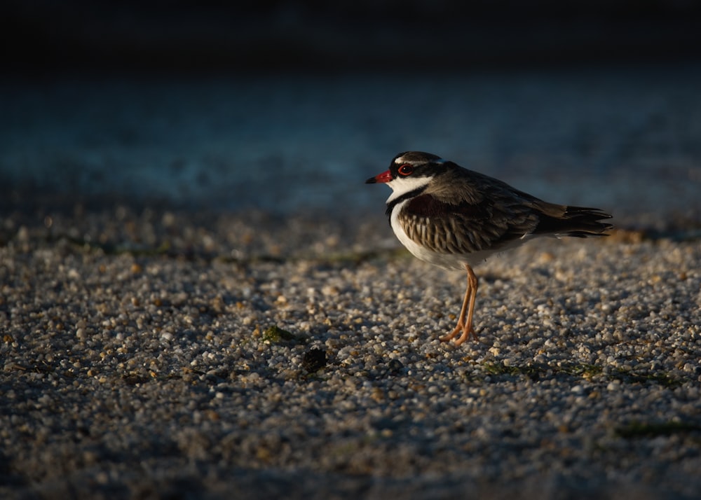 depth of field photo of gray and white bird