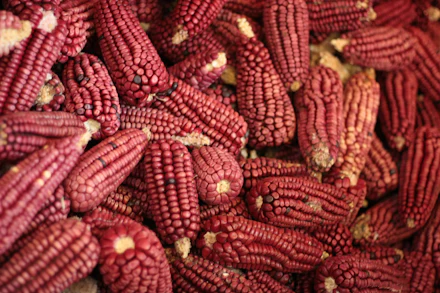Mazorcas de maíz criollo