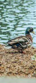 white and brown mallard duck