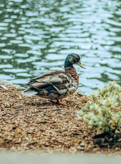 white and brown mallard duck