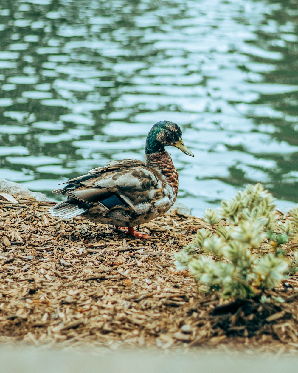 white and brown mallard duck