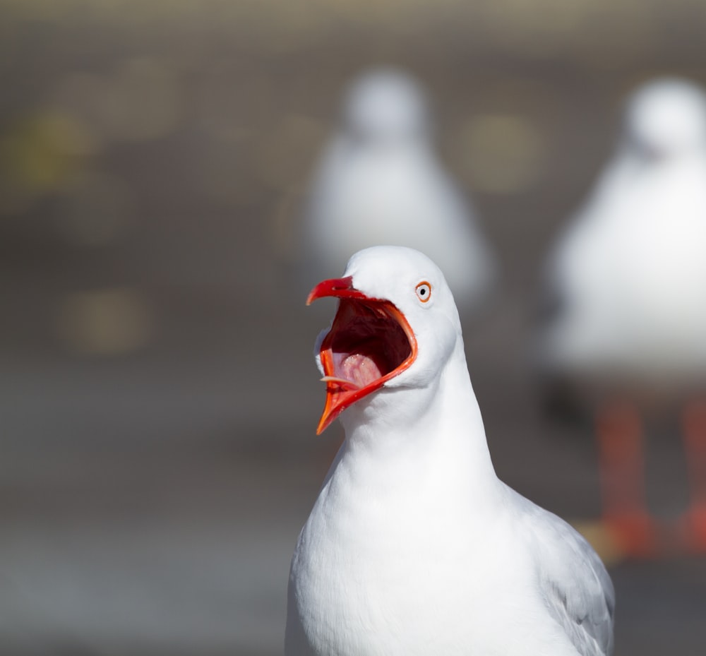 Tierfotografie des weißen Vogels