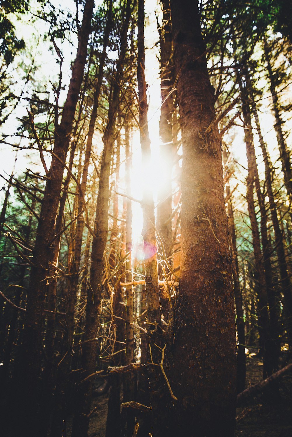 sun rays shining through forest