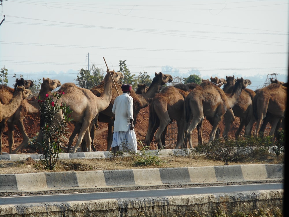 brown camels
