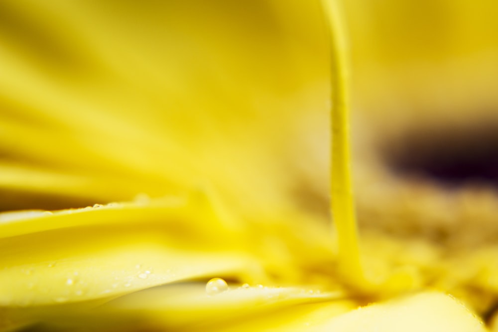 photo of yellow petaled flower