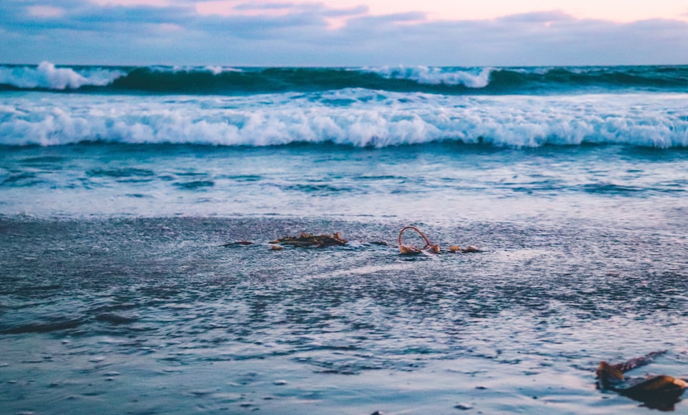 photo of sea waves