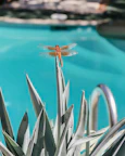 A dragonfly resting on a leaf at the edge of a swimming pool, pausing in the sunlight.