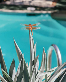 A dragonfly resting on a leaf at the edge of a swimming pool, pausing in the sunlight.