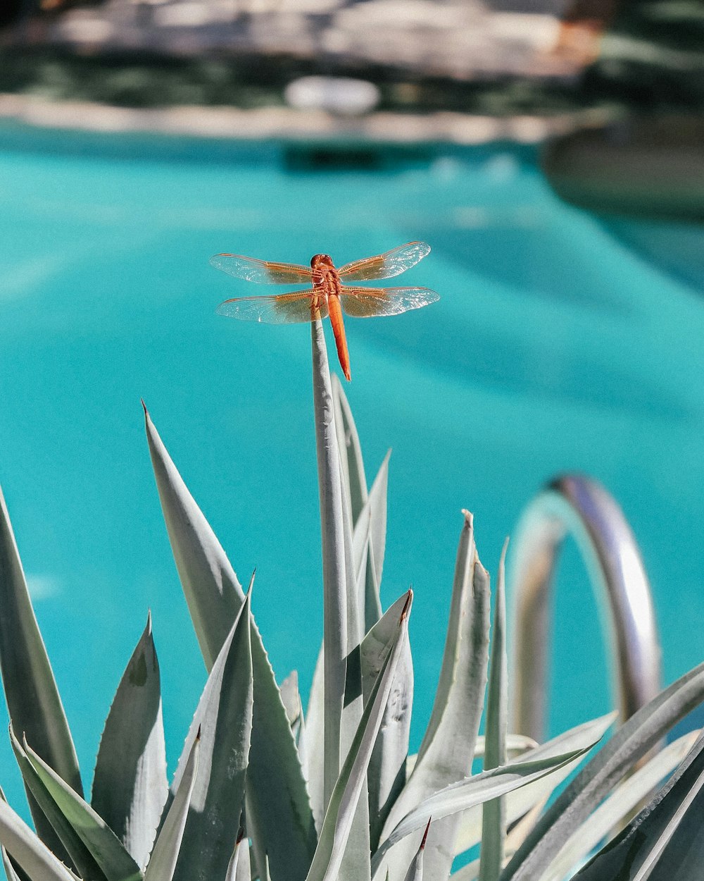 orange dragonfly