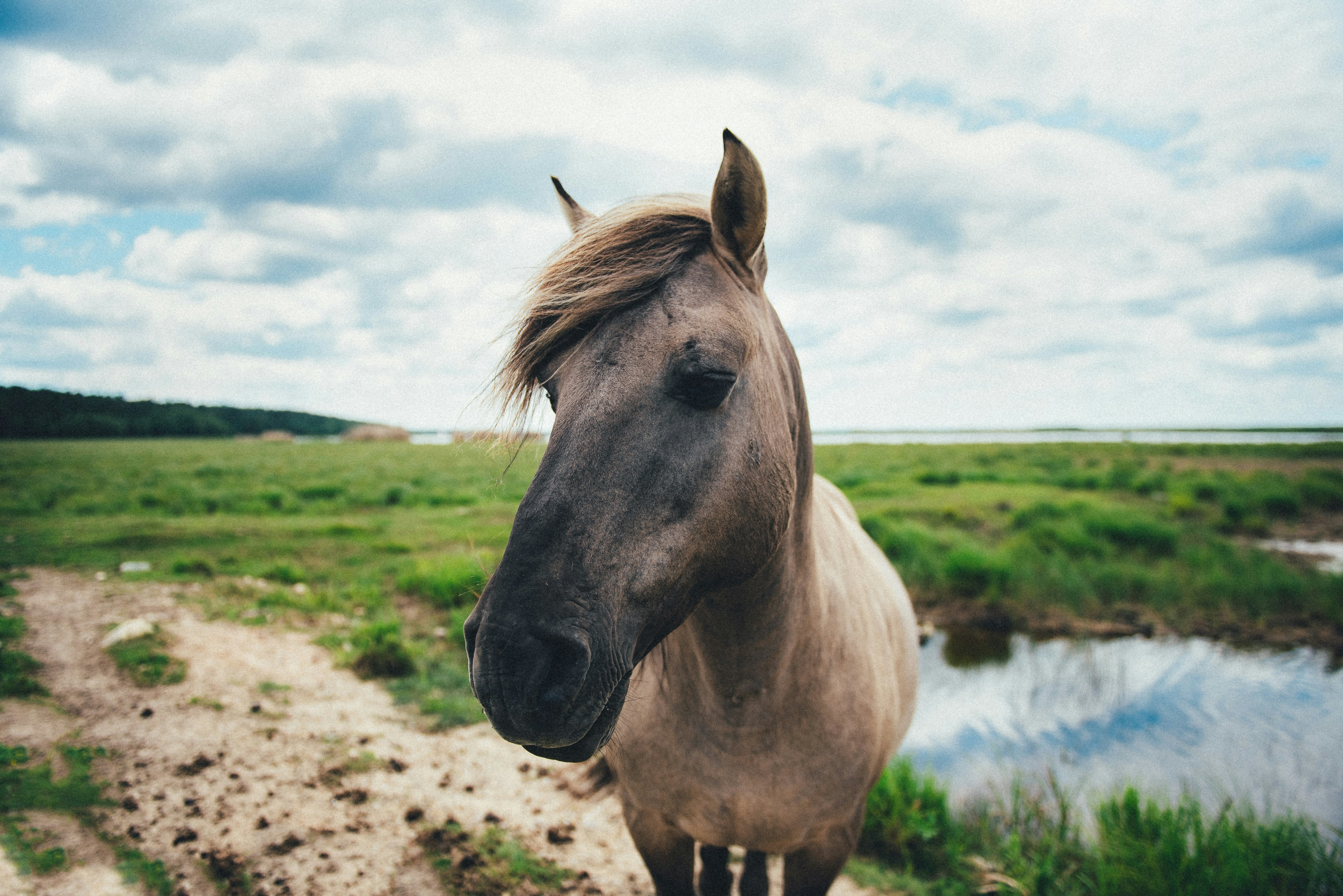 gray horse standing on grass field latvia teams background