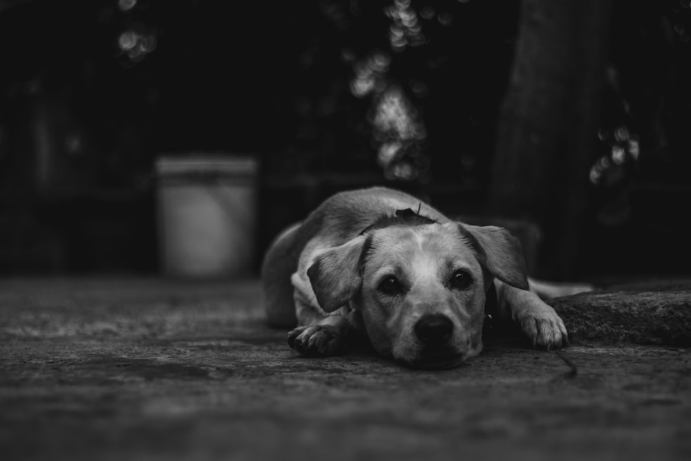 coated dog lying on floor