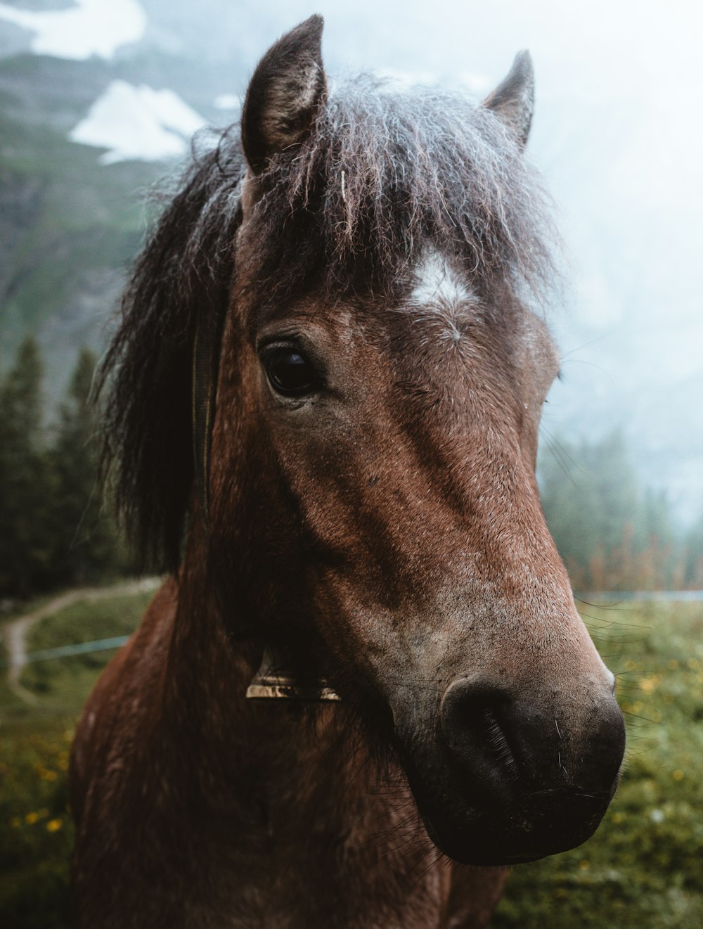 fotografia a fuoco superficiale cavallo marrone