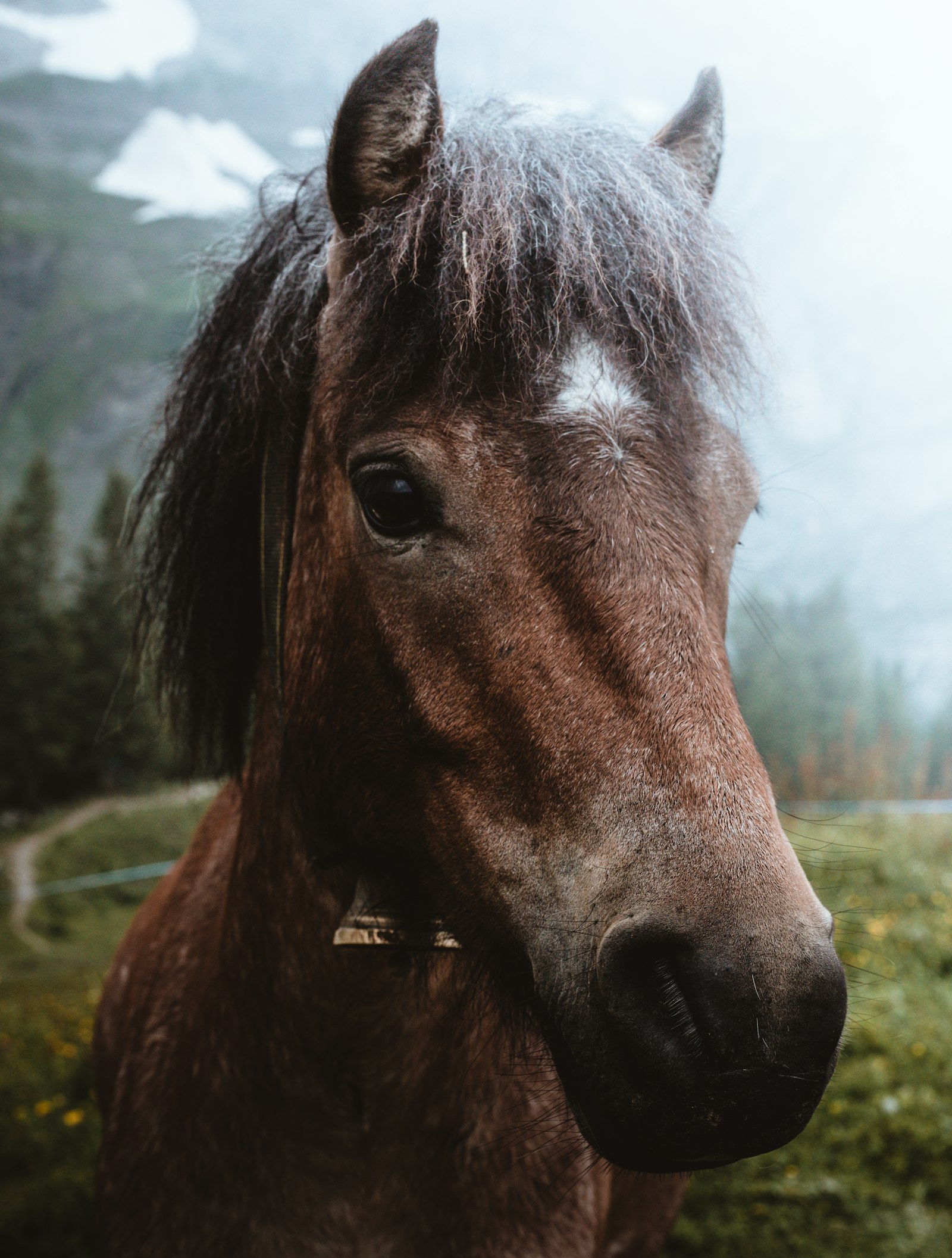 Canon EOS 5D Mark IV + Sigma 50mm F1.4 DG HSM Art sample photo. Shallow focus photography brown photography