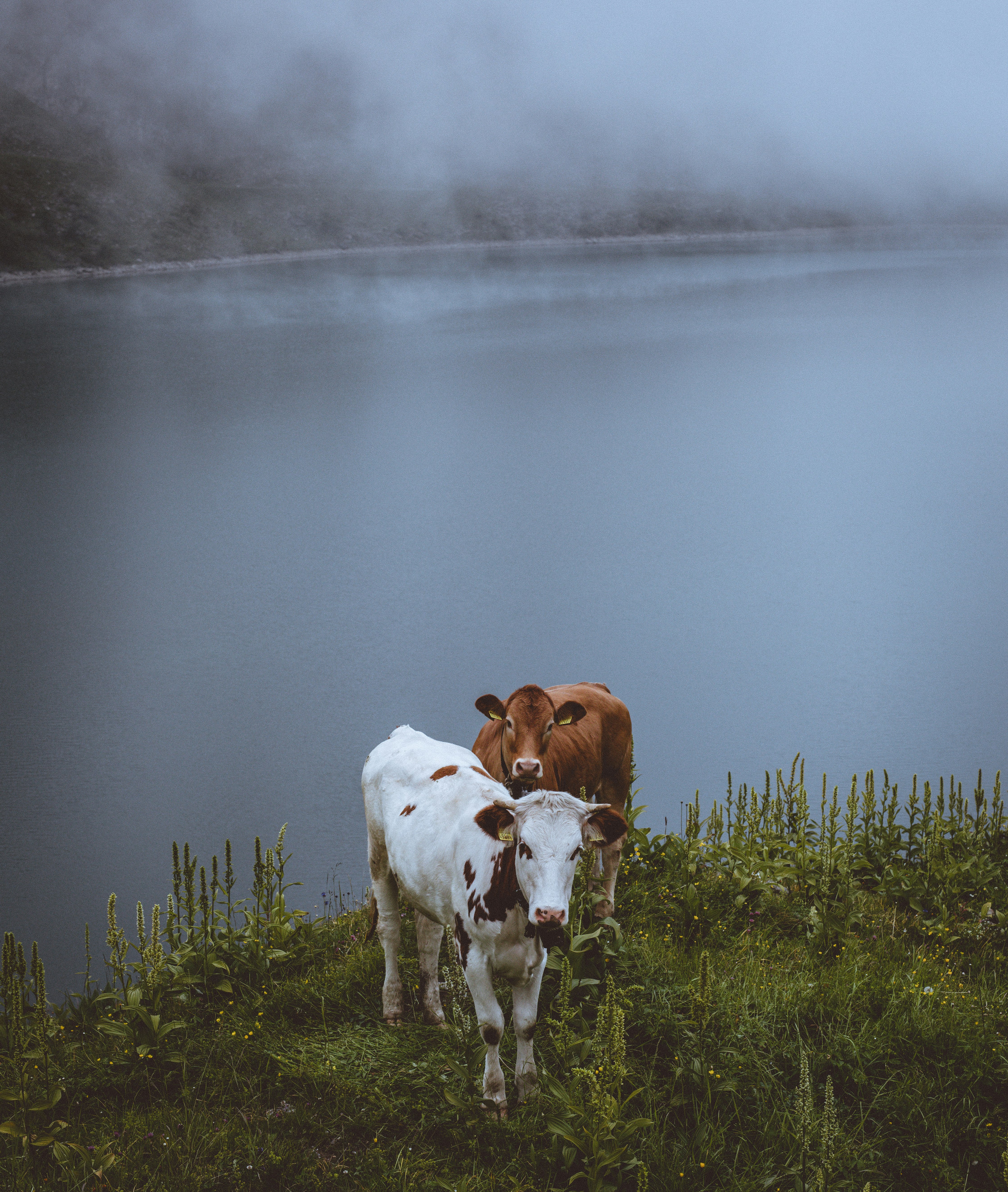 two brown and white cow beside body of water