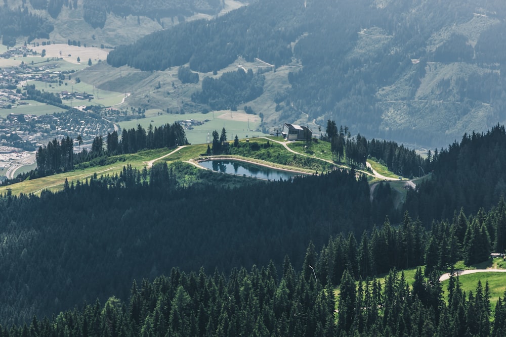 aerial view photography of green pine trees at daytime