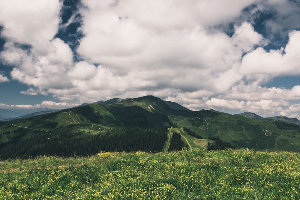 a grassy field with a mountain in the background