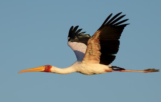 flying white and black crane in Chobe Botswana