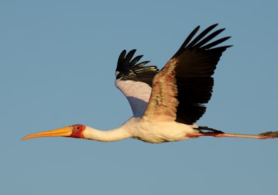 Botswana Safari Storch im Flug