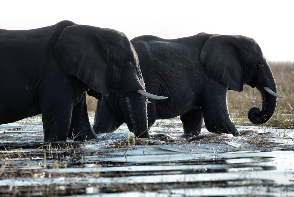 two black elephants walking in water