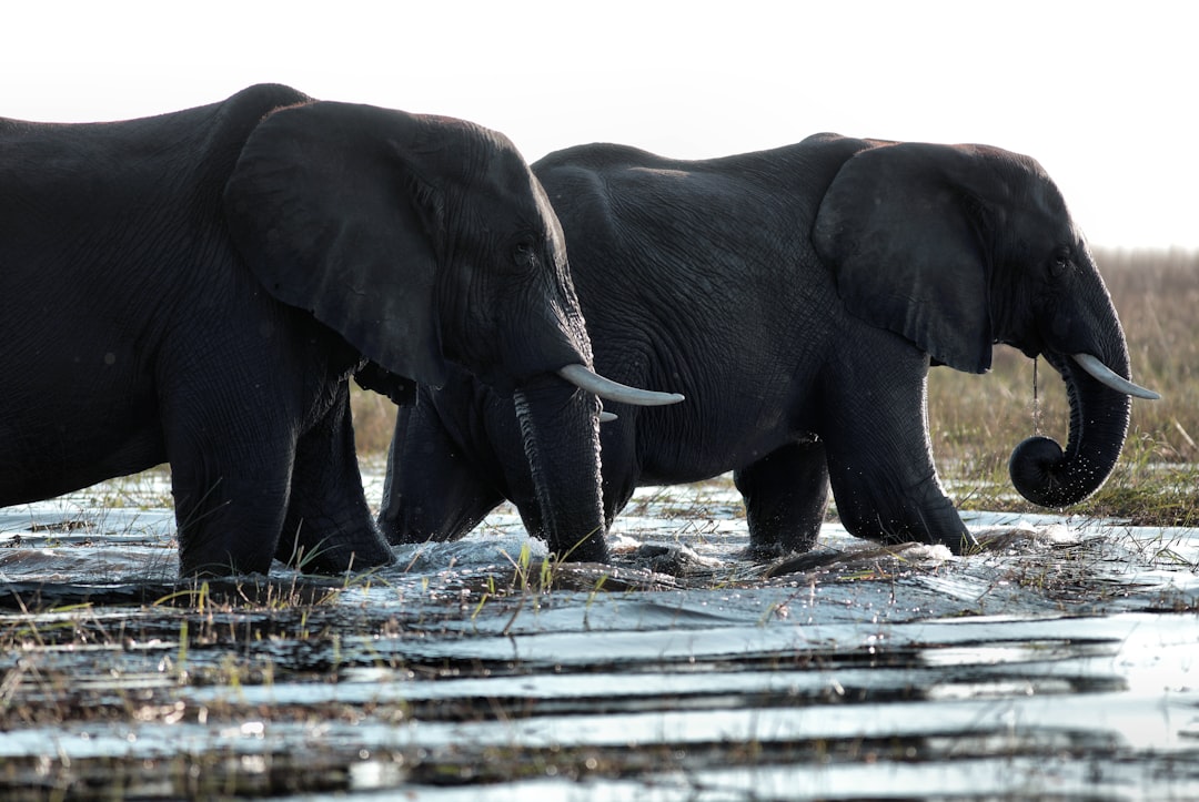 two black elephants walking in water