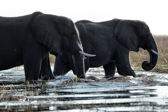 two black elephants walking in water in Kasane Botswana