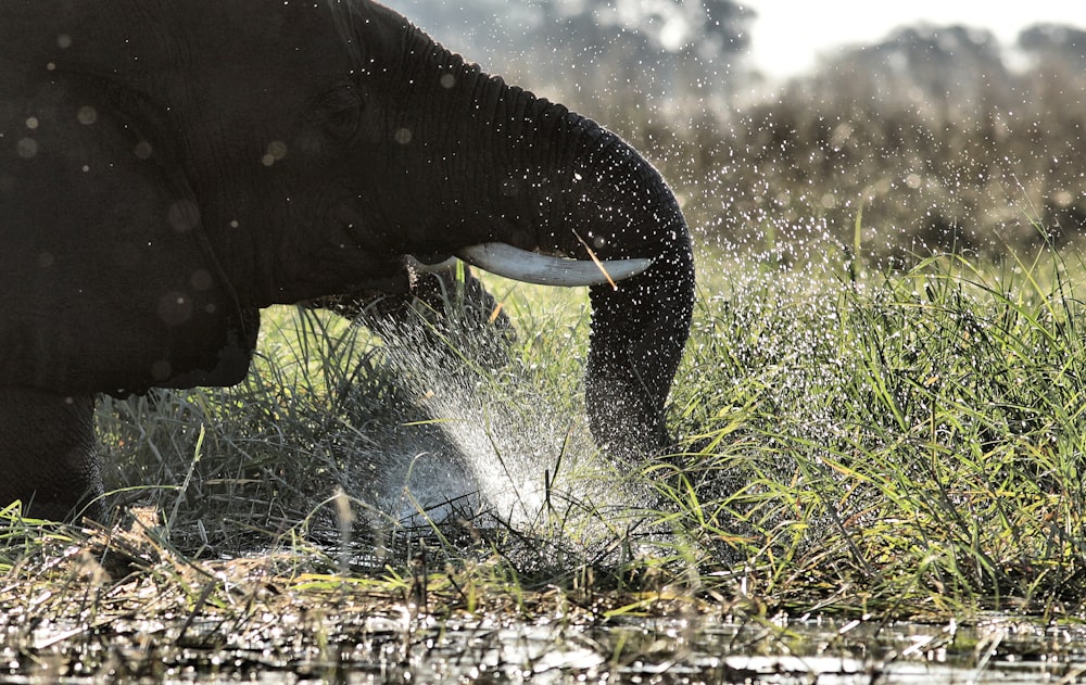 elefante preto brincando no corpo da água