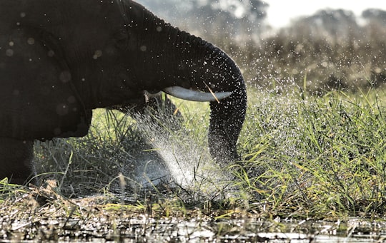 black elephant playing on body of water in Kasane Botswana