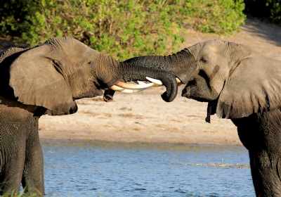 Botswana Safari Chobe Nationalpark Elefanten