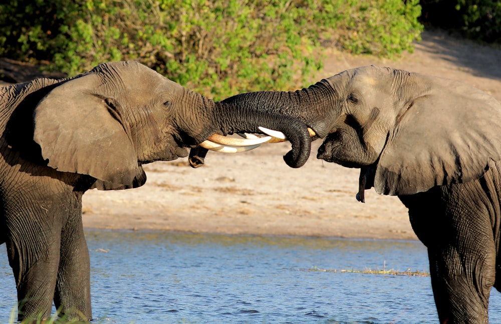 Dos elefantes grises peleando con colmillos