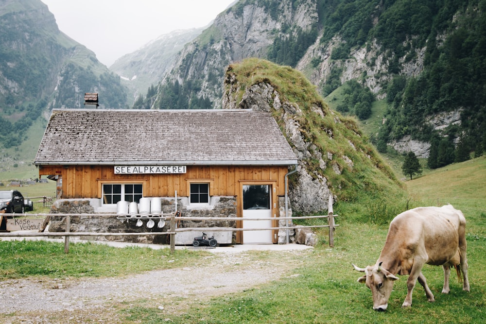 mucca marrone che mangia sull'erba al famr