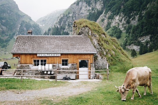 brown cow eating on the grass at the famr in Berggasthaus Seealpsee Switzerland
