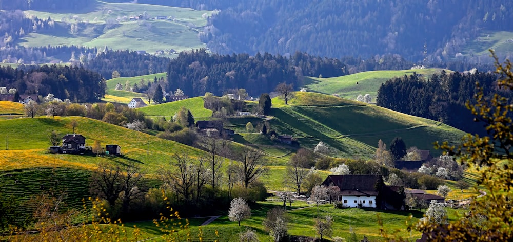 alberi a foglia verde vicino agli edifici