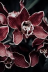 pink and white flowers
