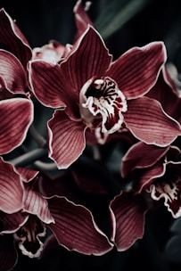 pink and white flowers