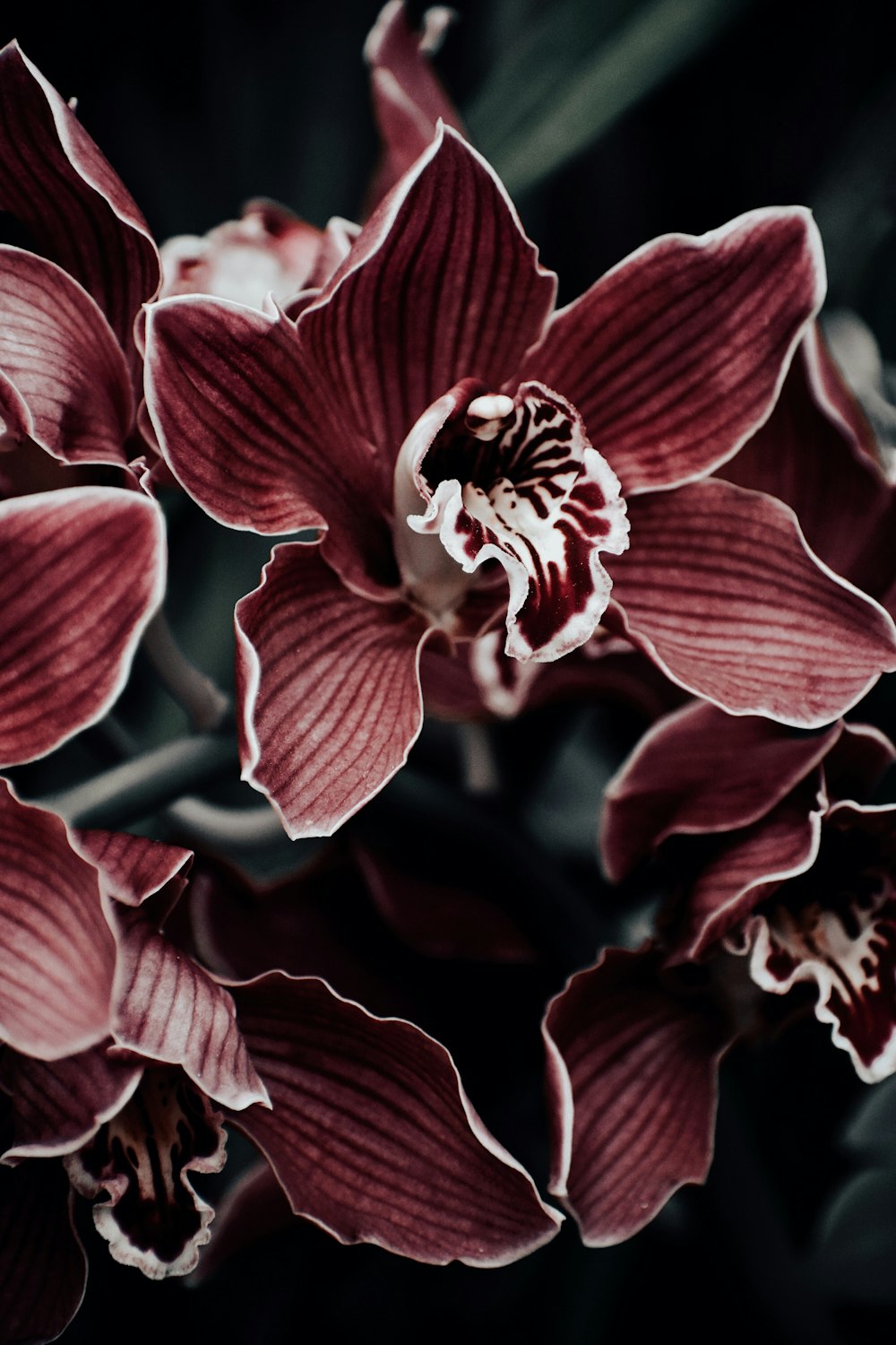 pink and white flowers