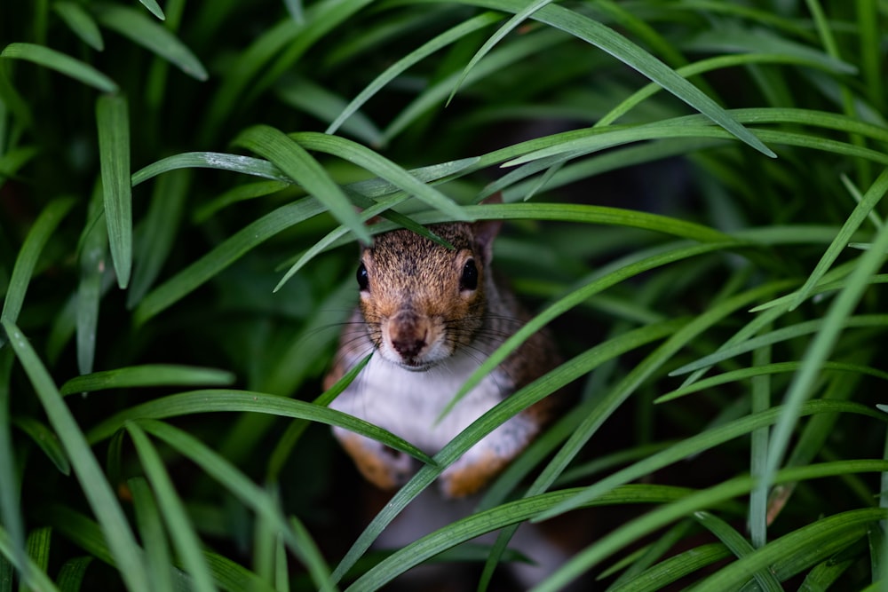 Braunes Eichhörnchen, das sich tagsüber im Gras versteckt