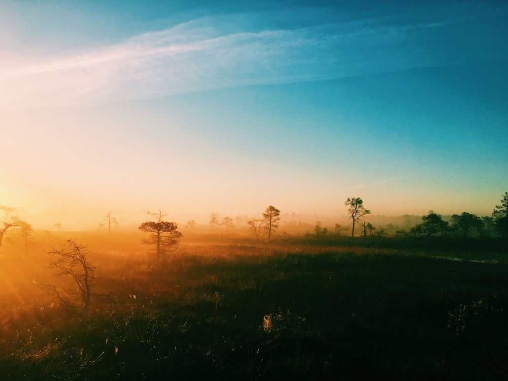 aerial photography of green land