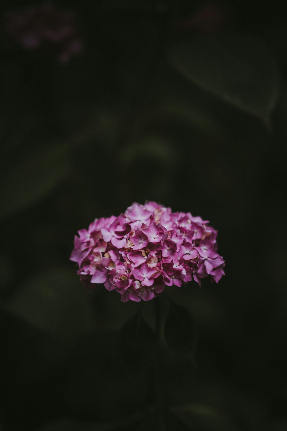 pink petaled flowers on black background