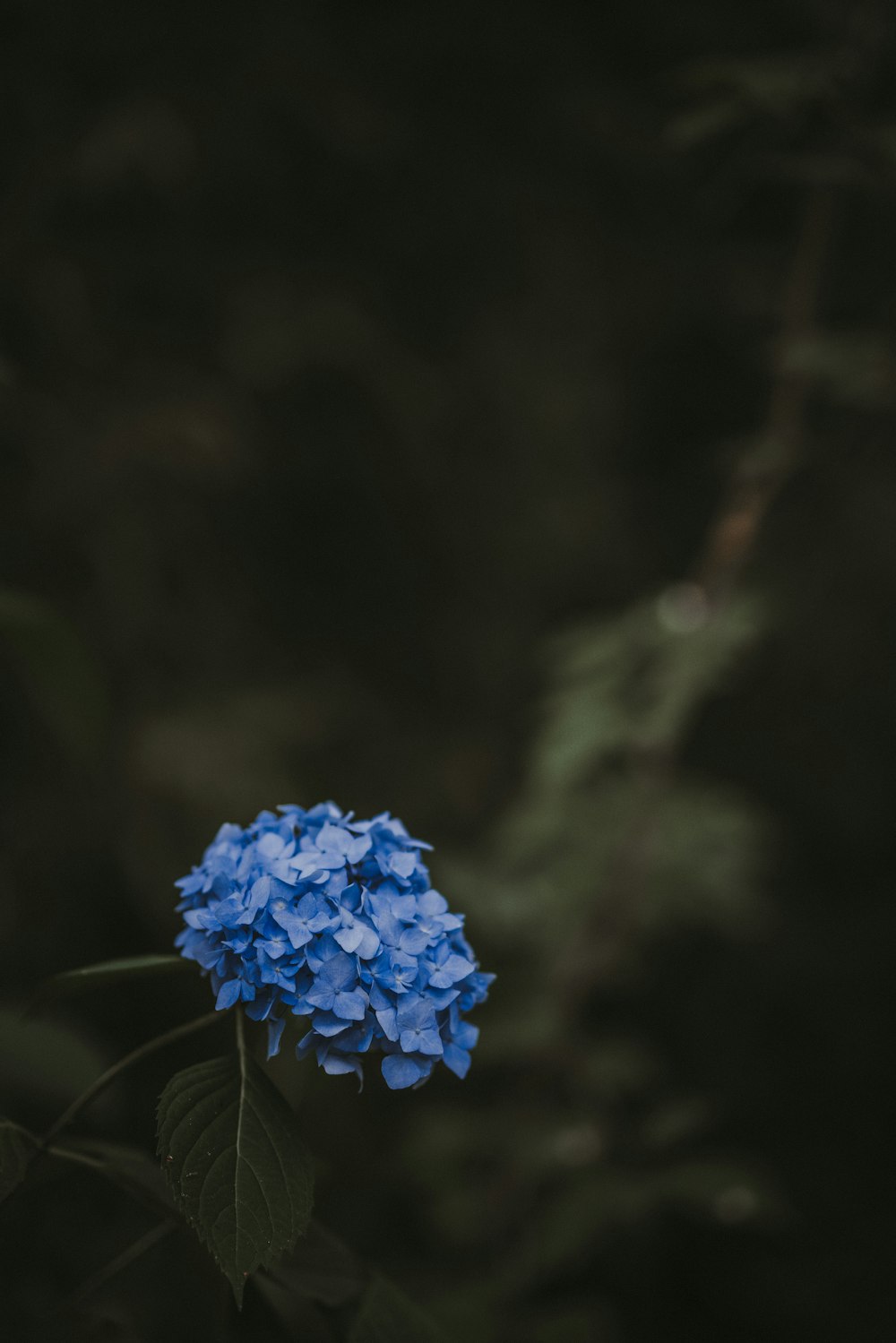 Foto de enfoque selectivo de flores de hortensias azules